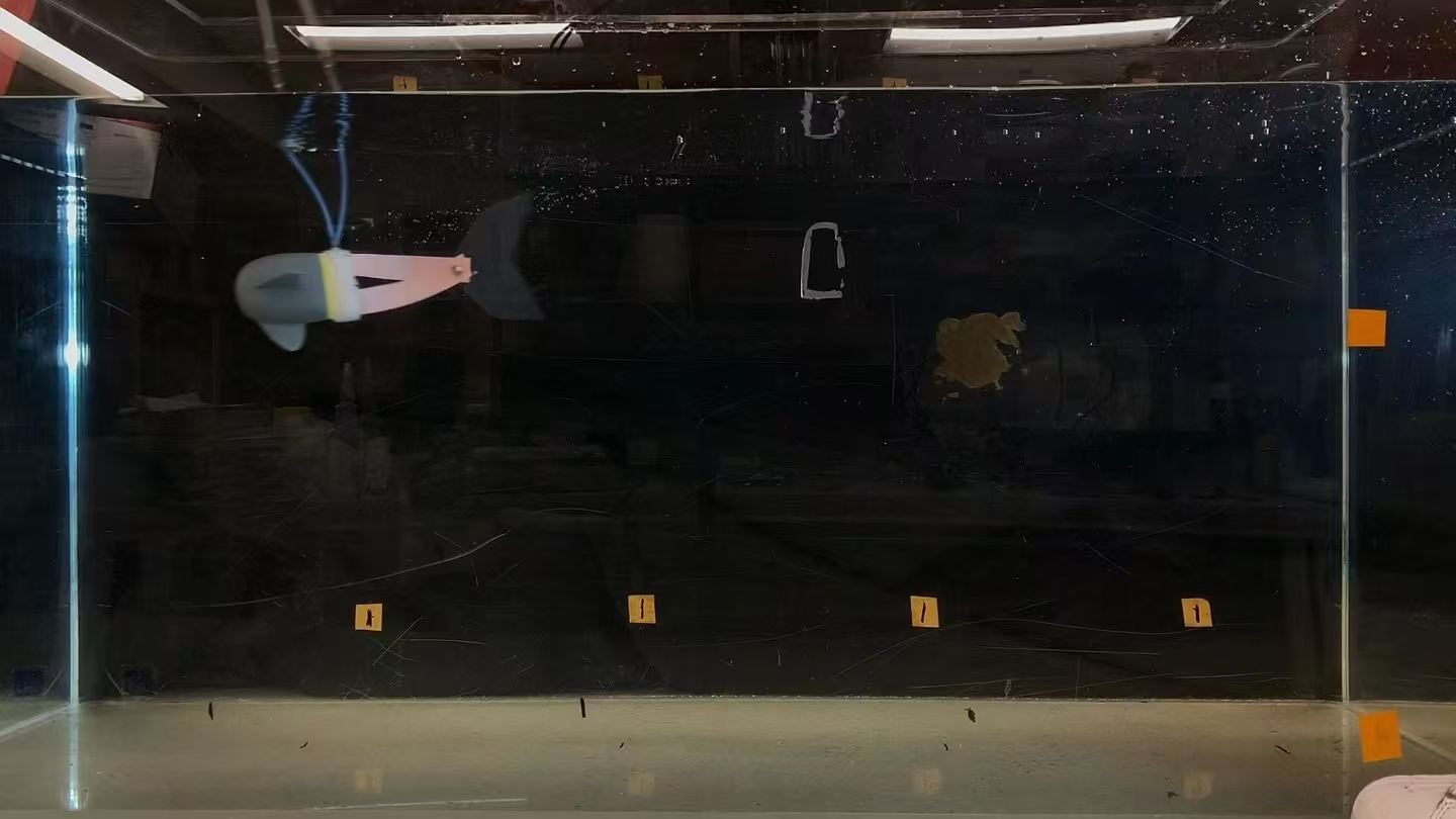 Soft robotic fish swimming in a distance-marked test tank